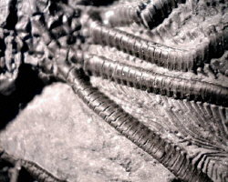 Dolatocrinus crinoid