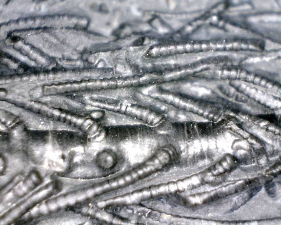 Arthroacantha crinoid