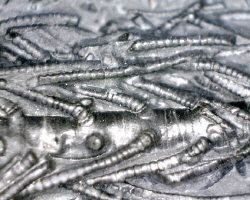 Arthroacantha crinoid