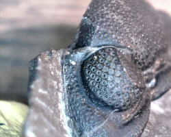 Phacops rana eye