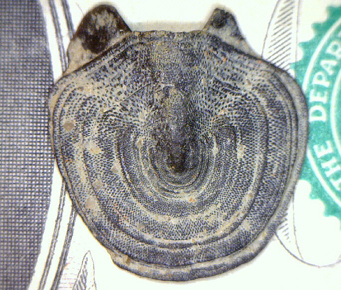 Chiton (tail valve)