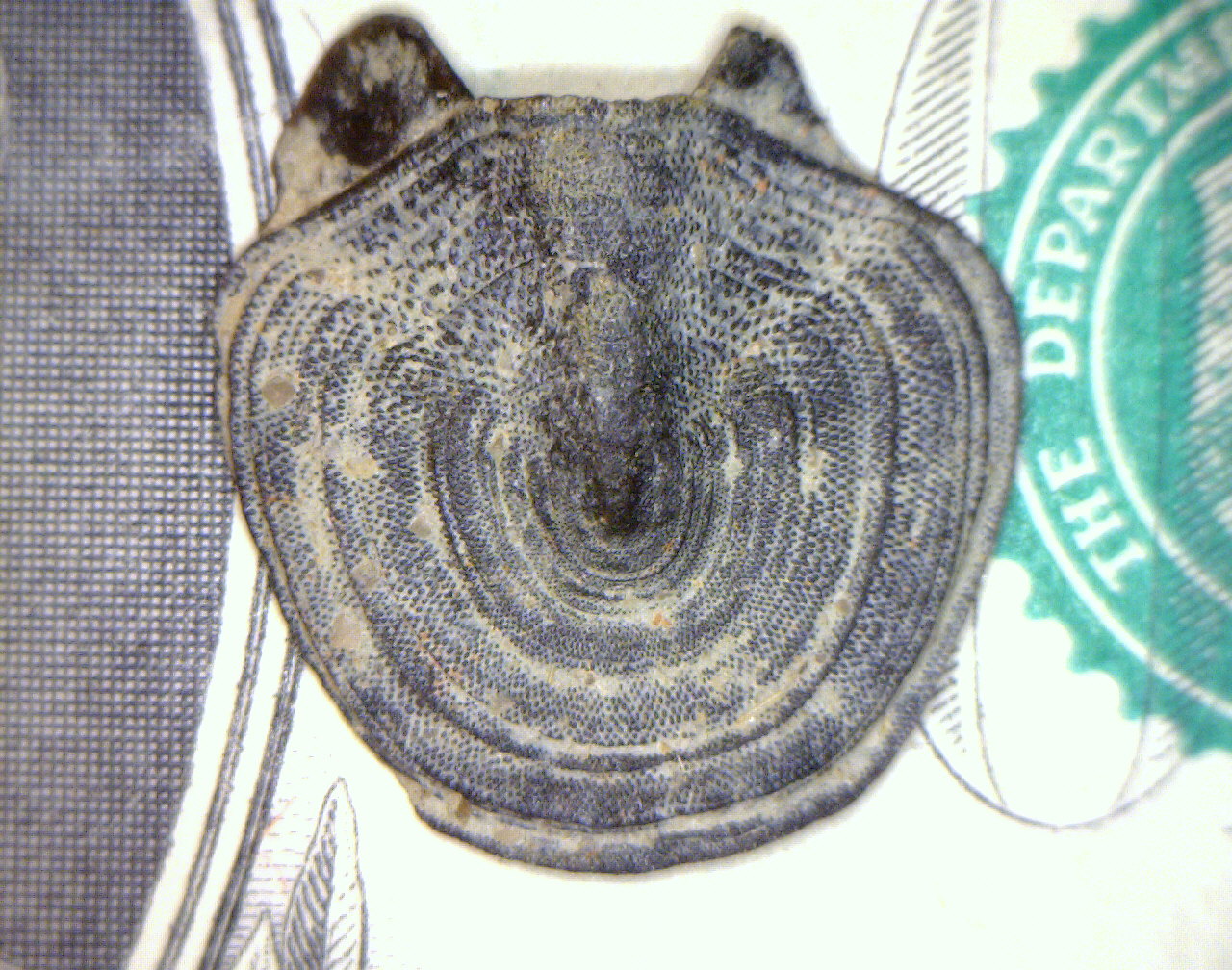 Chiton (tail valve)