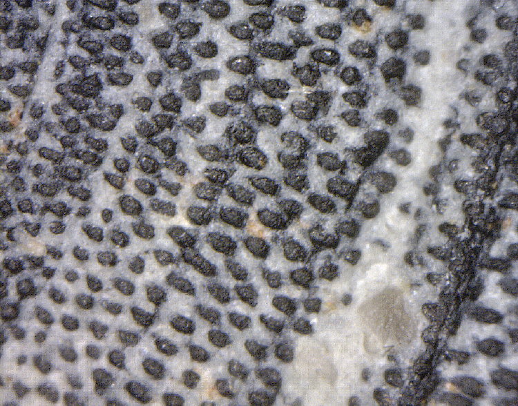 Chiton (tail valve)