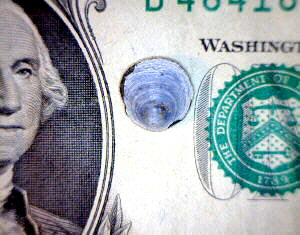 Orbiculoidea missouriensis