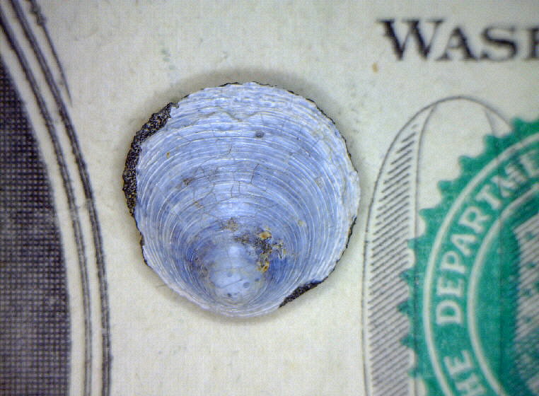 Inarticulate Brachiopod