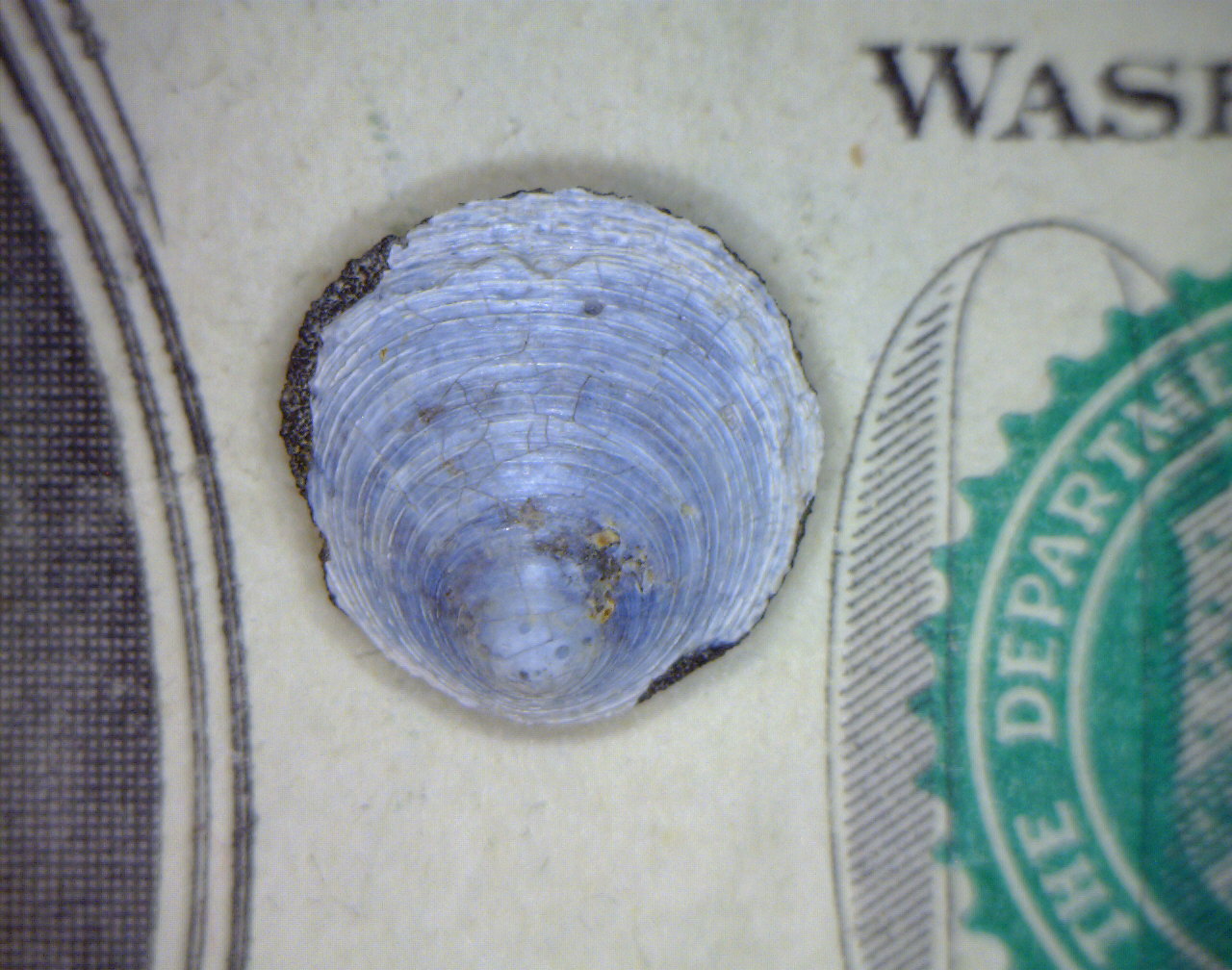 Inarticulate Brachiopod