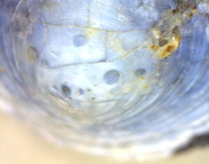 Orbiculoidea missouriensis