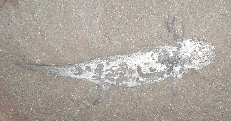 Amphibamis sp. (Mazon Creek)