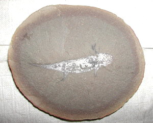 Amphibamis sp (Mazon Creek)1