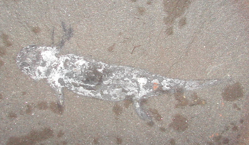 Amphibamis sp. (Mazon Creek)