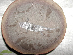 Amphibamis sp (Mazon Creek)2