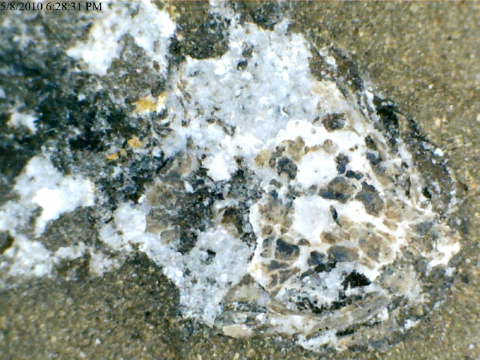 Amphibamis sp. (Mazon Creek)