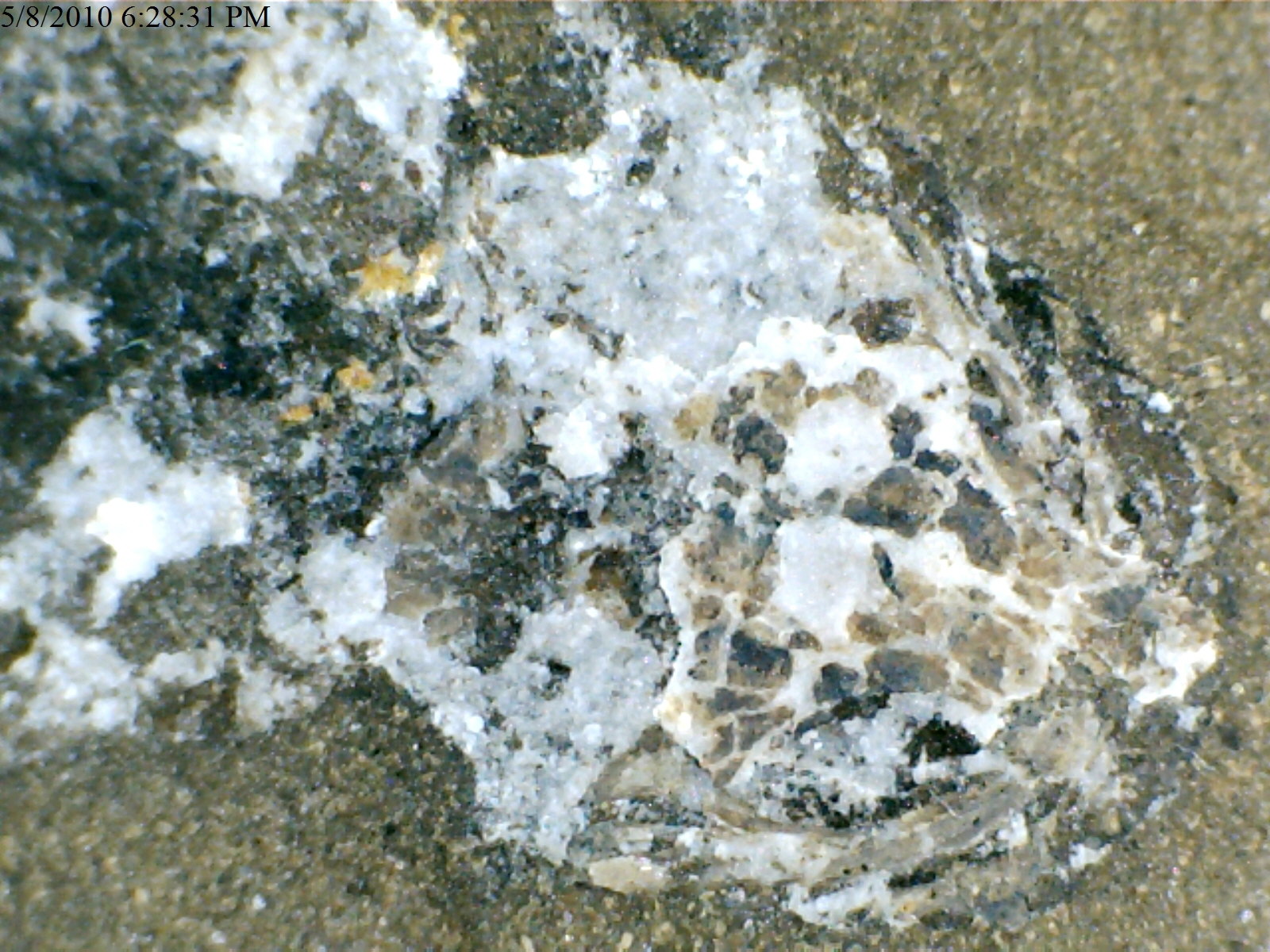 Amphibamis sp. (Mazon Creek)