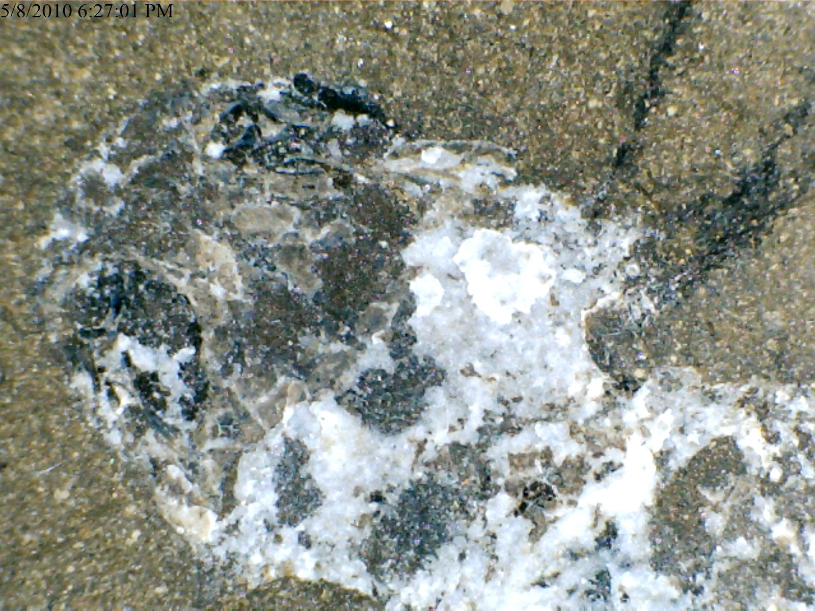 Amphibamis sp. (Mazon Creek)