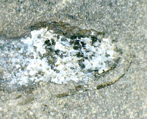 Megapleuron sp (Mazon Creek)