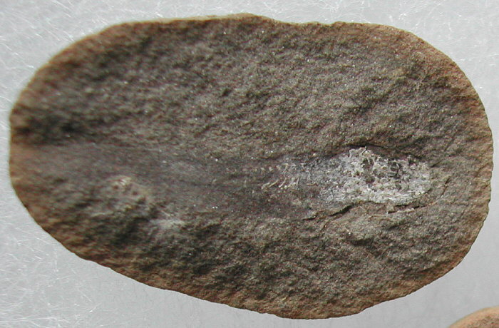 Megapleuron sp. (Mazon Creek)