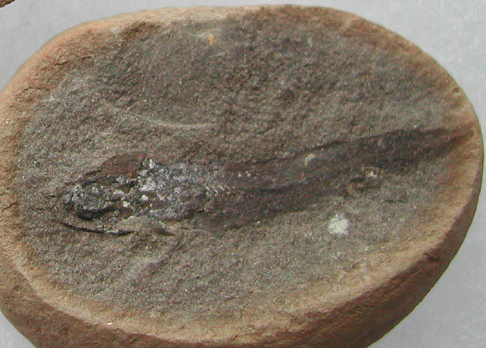 Megapleuron sp. (Mazon Creek)