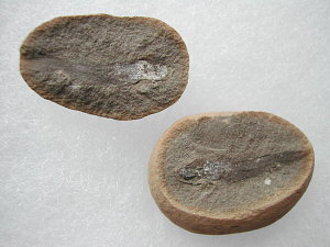 Megapleuron sp (Mazon Creek)