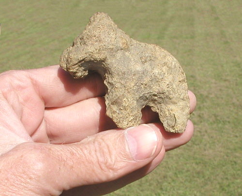 fossil horse