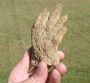 fossil hand
