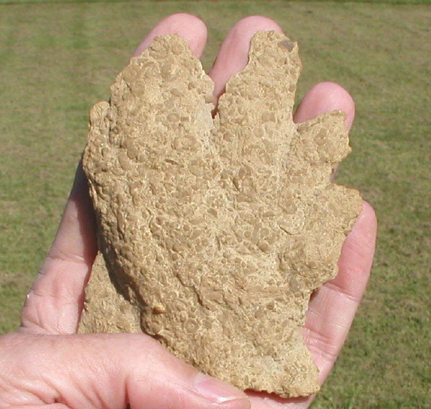 fossil hand