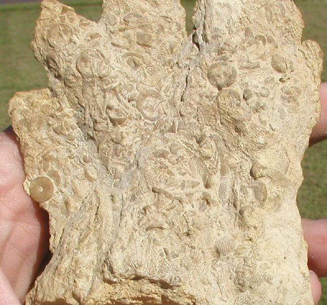 fossil hand