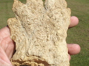 fossil hand