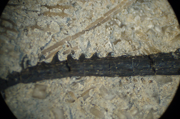 Fossil Fish spine