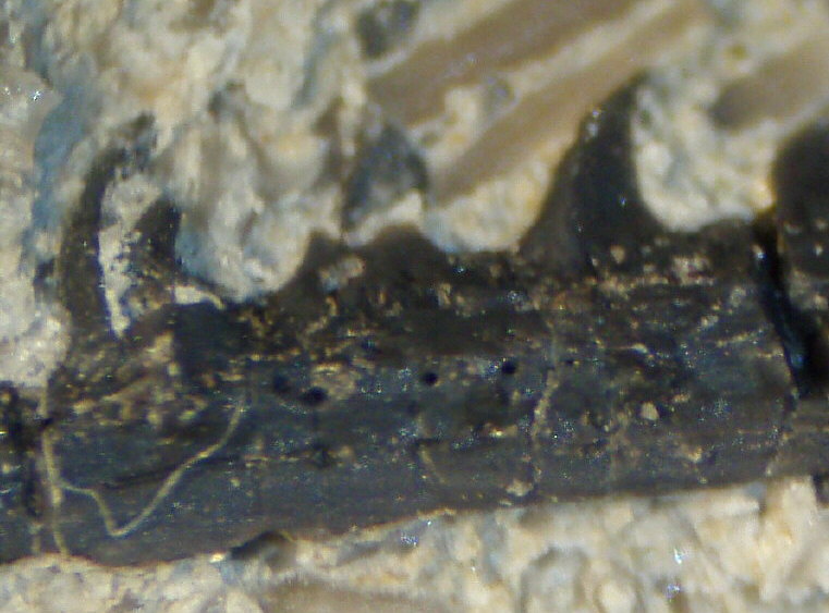 Fossil Fish spine