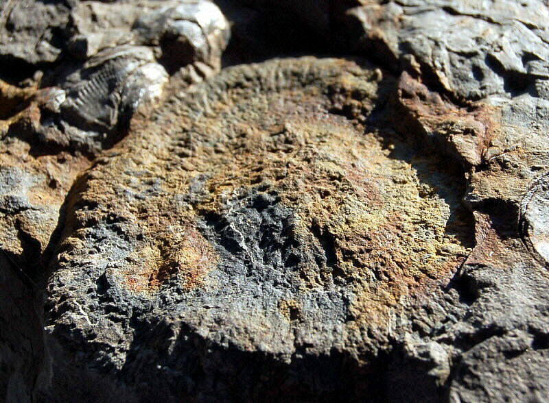 Jelly fish (Discophylum sp.)