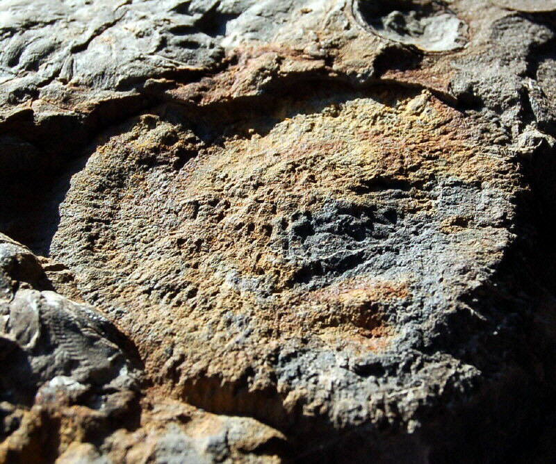 Discophylum sp. (jelly fish)