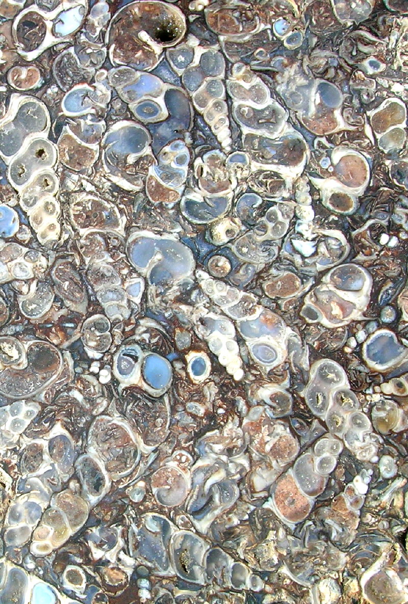 Turritella agate