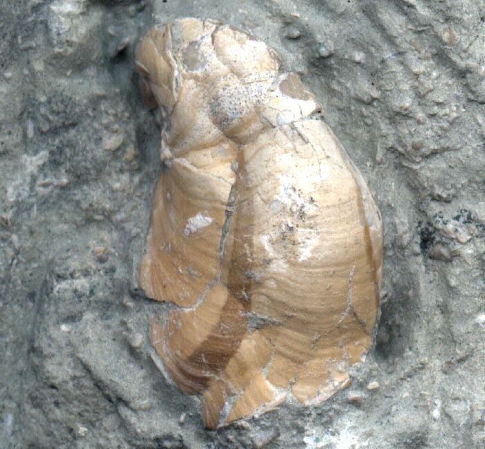 gastropod with Color Bands
