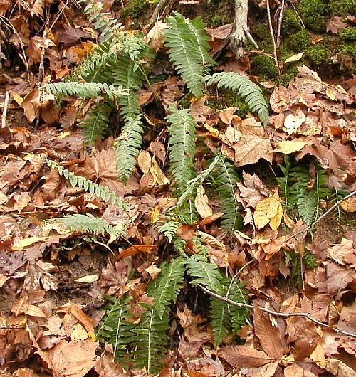Polystichum acrostichoides