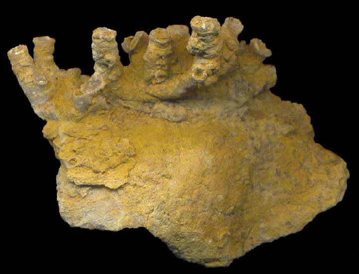 Aulopora macrostoma (Fischer)