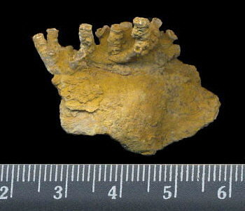 Aulopora macrostoma (Fischer)