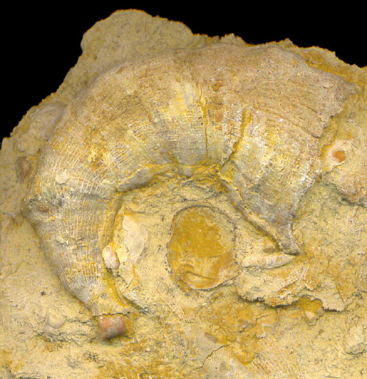 Gshelia rouilleri Stuckenberg, 1888