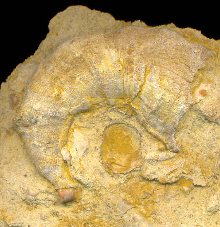 Gshelia rouilleri Stuckenberg, 1888