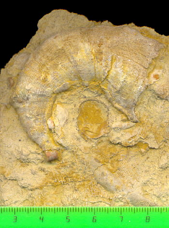 Gshelia rouilleri Stuckenberg, 1888