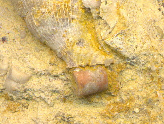 Gshelia rouilleri Stuckenberg, 1888