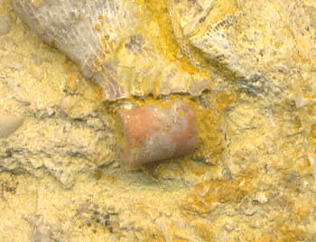 Gshelia rouilleri Stuckenberg, 1888