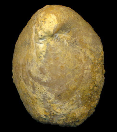 Dielasma elongatum (Schlotheim, 1816)