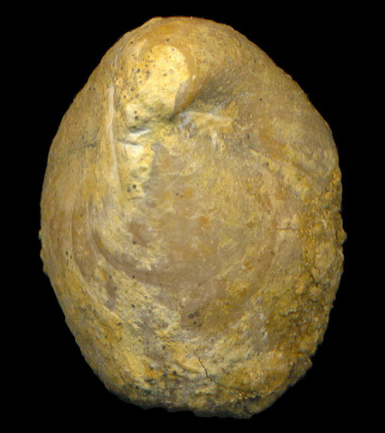 Dielasma elongatum (Schlotheim, 1816)