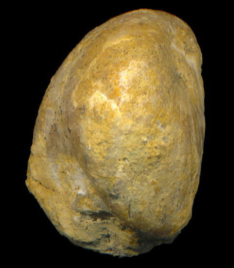 Dielasma elongatum (Schlotheim, 1816)