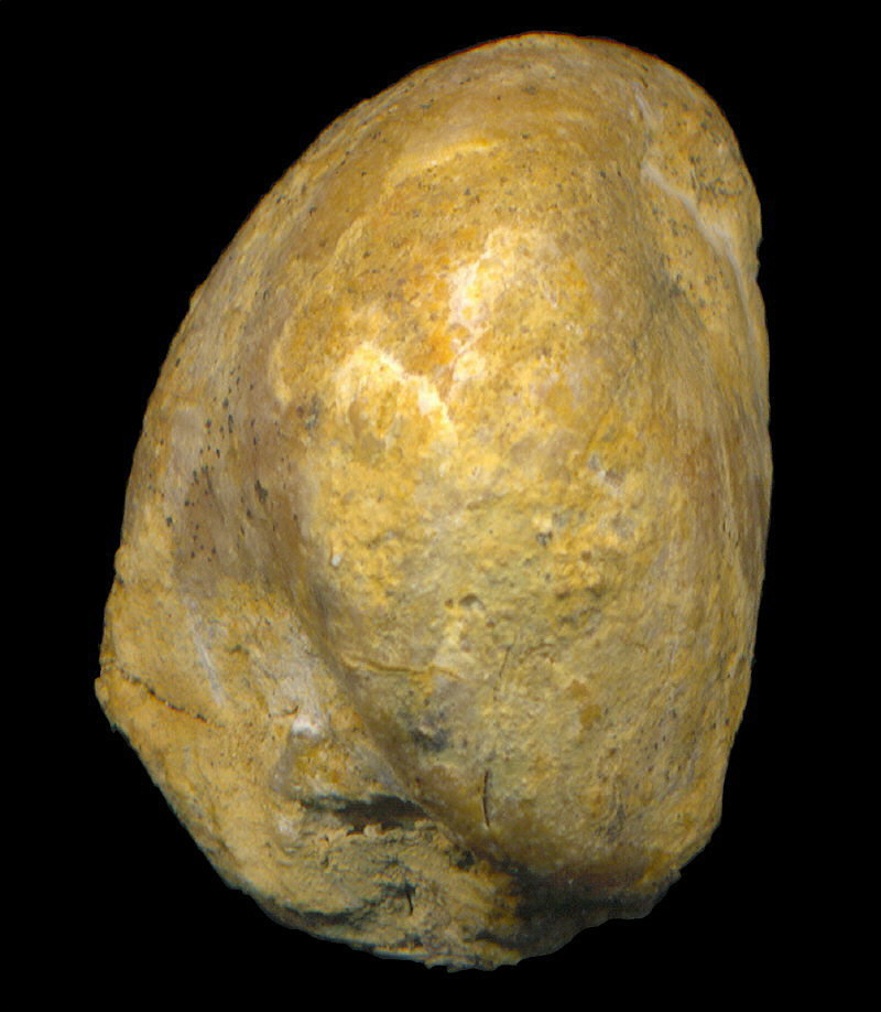 Dielasma elongatum (Schlotheim, 1816)