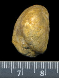 Dielasma elongatum (Schlotheim, 1816)