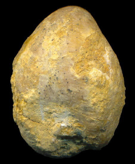 Dielasma elongatum (Schlotheim, 1816)