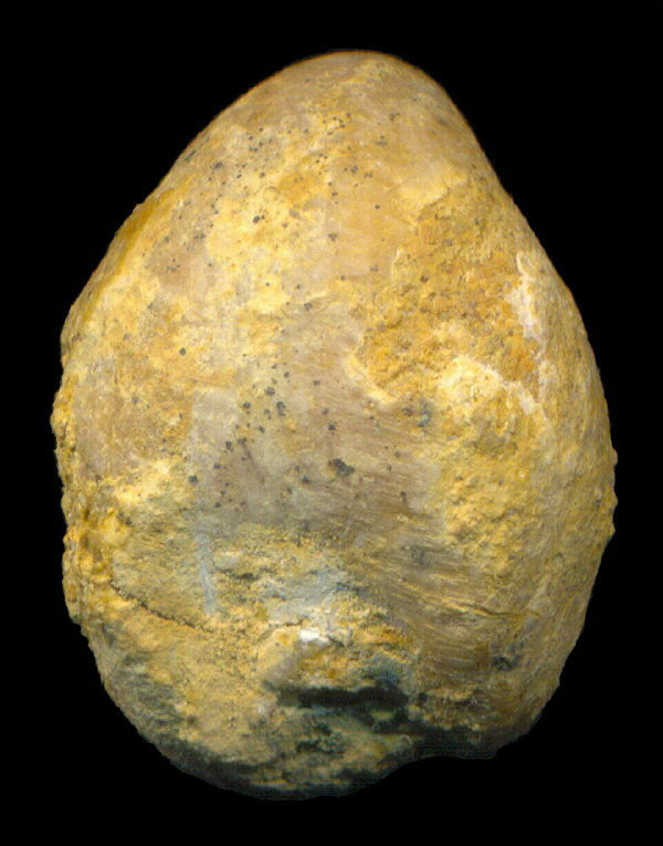 Dielasma elongatum (Schlotheim, 1816)