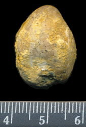 Dielasma elongatum (Schlotheim, 1816)