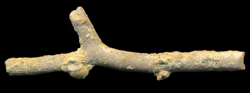 Rhombopora diaphragmata Schulga-Nesterenko, 1955